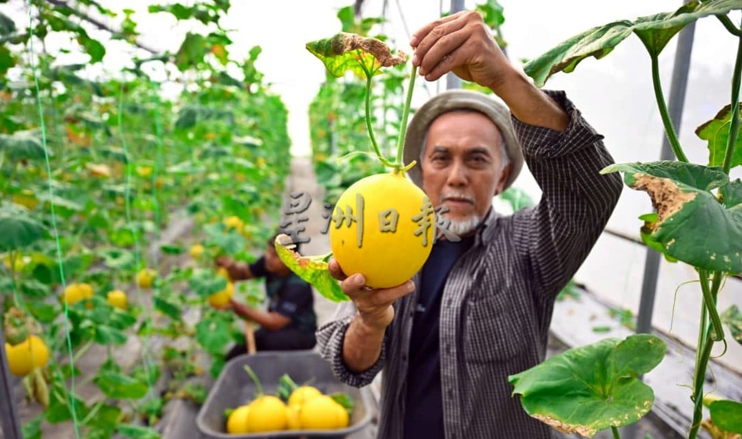 东：已签发：登州香甜瓜产量剑指8万公斤　农业局积极扶持种植者