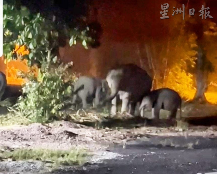 **已签发**柔:第二版头:逾10野象闯入甘榜开趴 引起村民恐慌