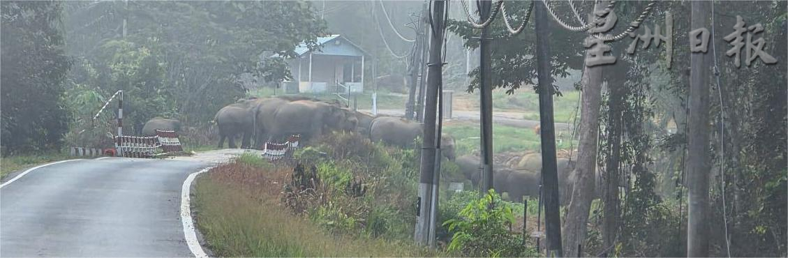 **已签发**柔:第二版头:逾10野象闯入甘榜开趴 引起村民恐慌