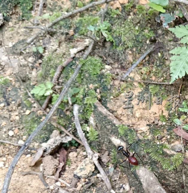 供星洲网：半岛心旅行／淡边山景致宜人　吸引各族登山爱好者共聚