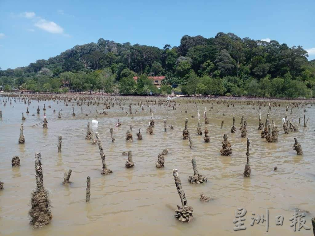 供星洲网/波德申老港海域疑似出现有害藻类,渔民协会促民众禁止售买及采取青蚝