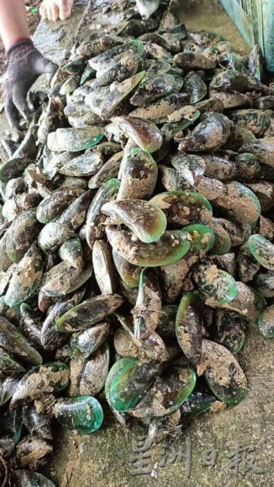 供星洲网/波德申老港海域疑似出现有害藻类,渔民协会促民众禁止售买及采取青蚝