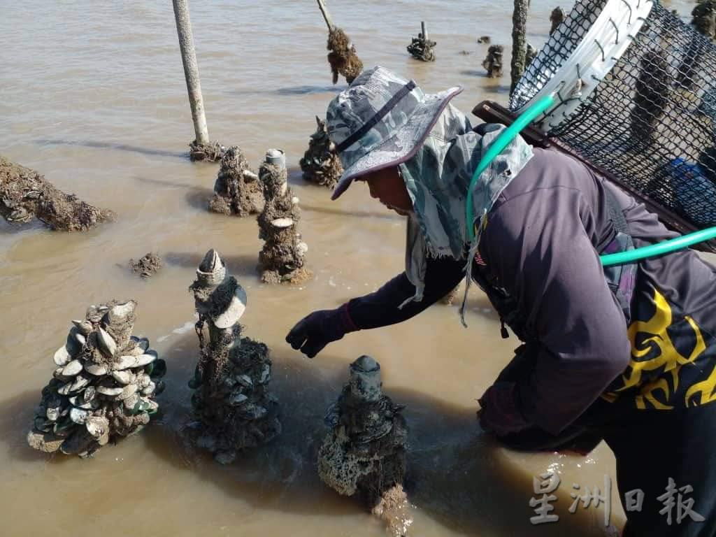 供星洲网/波德申老港海域疑似出现有害藻类,渔民协会促民众禁止售买及采取青蚝