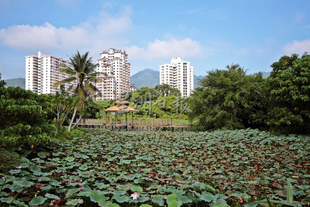星角摄/槟岛湖内的荷花秘境