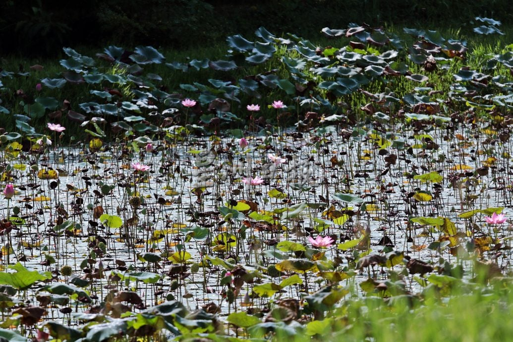 星角摄/槟岛湖内的荷花秘境