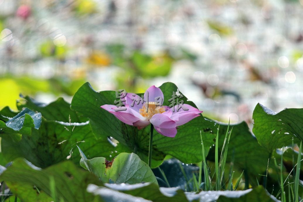 星角摄/槟岛湖内的荷花秘境