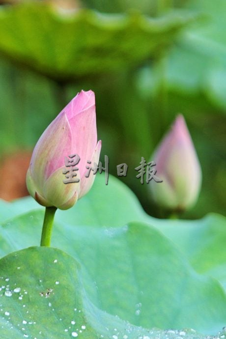 星角摄/槟岛湖内的荷花秘境