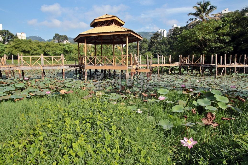 星角摄/槟岛湖内的荷花秘境