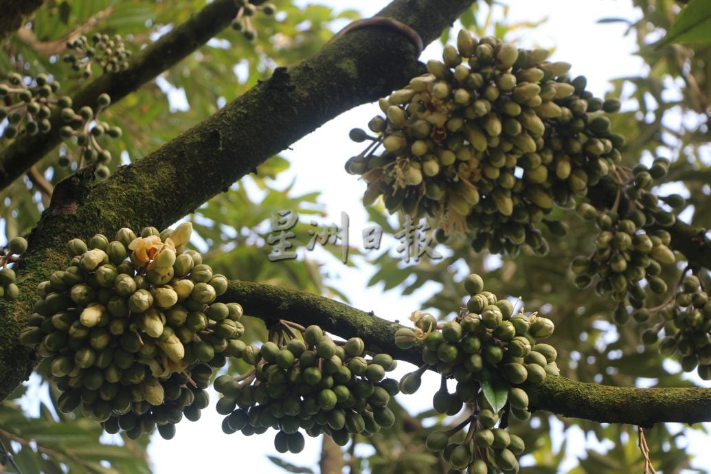 东：（已签发）忧干旱天气影响年尾收成，园主忙扑水灌溉榴梿树
