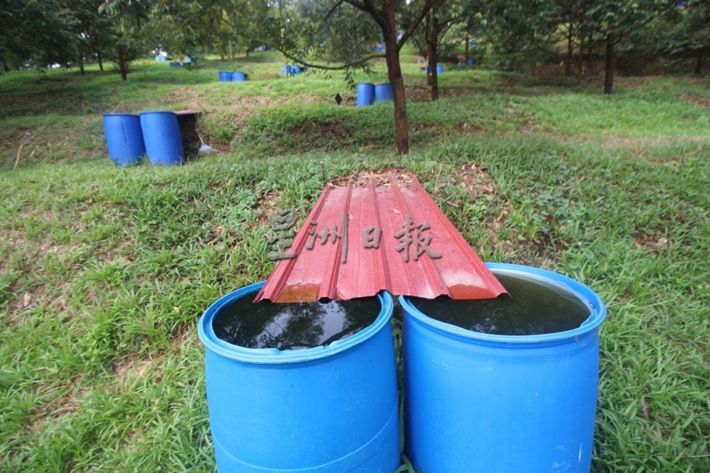 东：（已签发）忧干旱天气影响年尾收成，园主忙扑水灌溉榴梿树