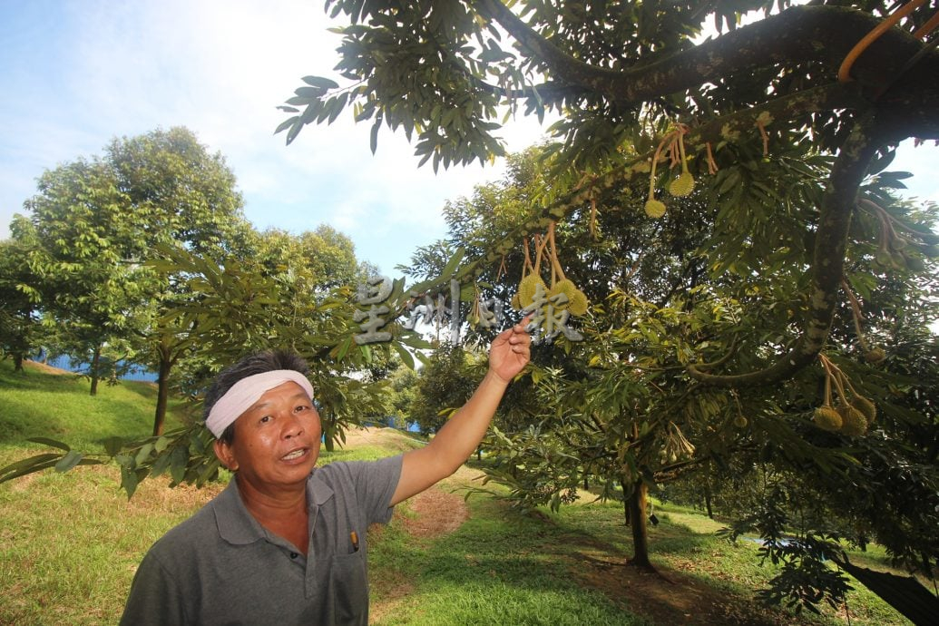 东：（已签发）忧干旱天气影响年尾收成，园主忙扑水灌溉榴梿树