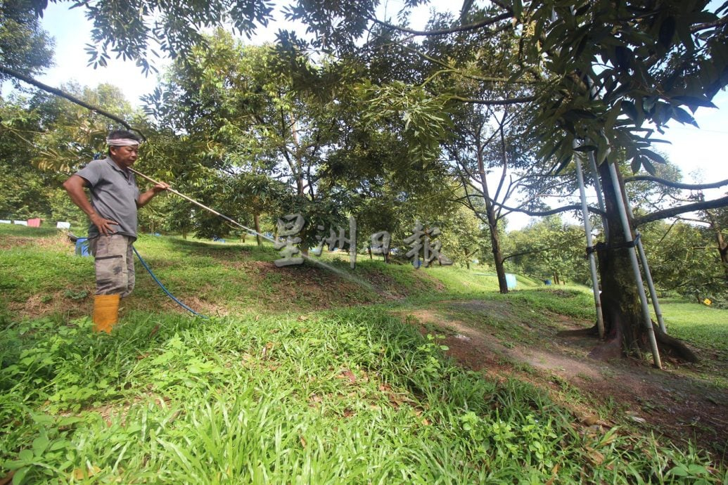 东：（已签发）忧干旱天气影响年尾收成，园主忙扑水灌溉榴梿树