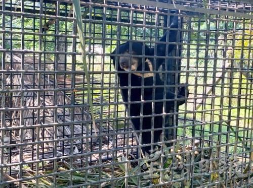 东：登州野生动物和国家公园局在铁山捕获一只90公斤马来熊