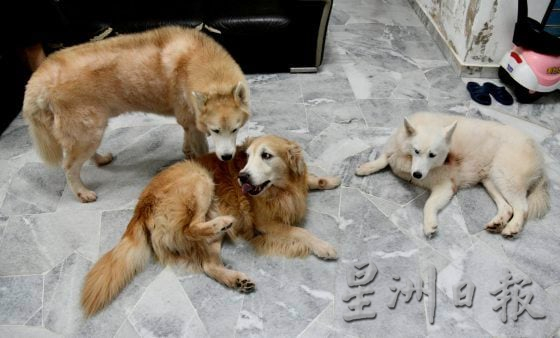 【非一般陪伴者／03】当主人外出，化身临时主人，照顾毛孩起居饮食──全职伴宠师程勇铧、吴雪儿