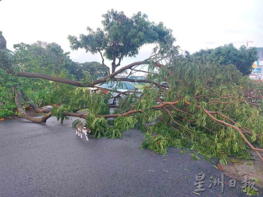 (古城封面副文)大树才修砍,却不敌雷雨轰然倒下