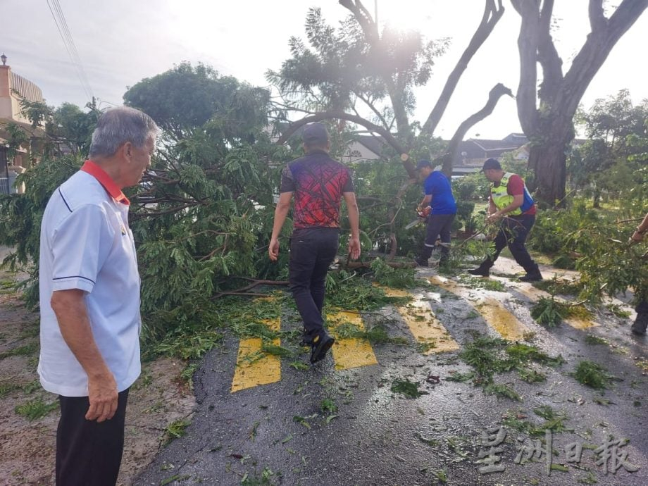 (古城封面副文)大树才修砍,却不敌雷雨轰然倒下