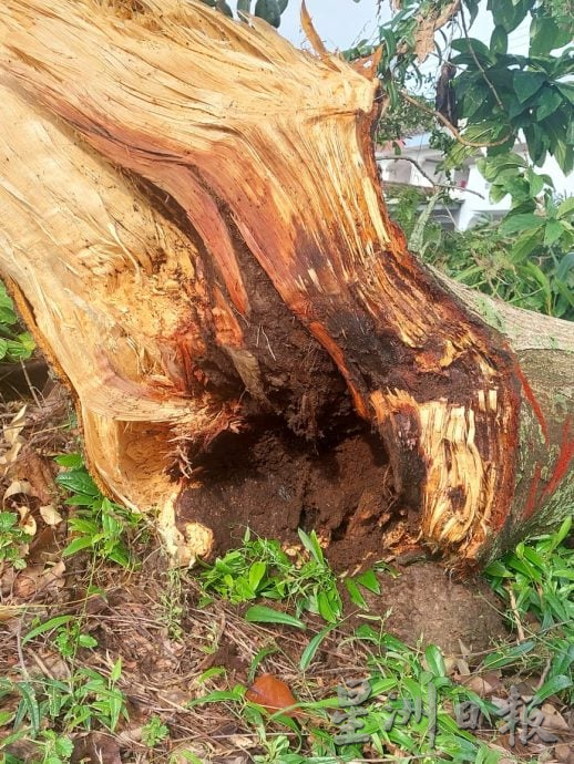 (古城封面副文)大树才修砍,却不敌雷雨轰然倒下