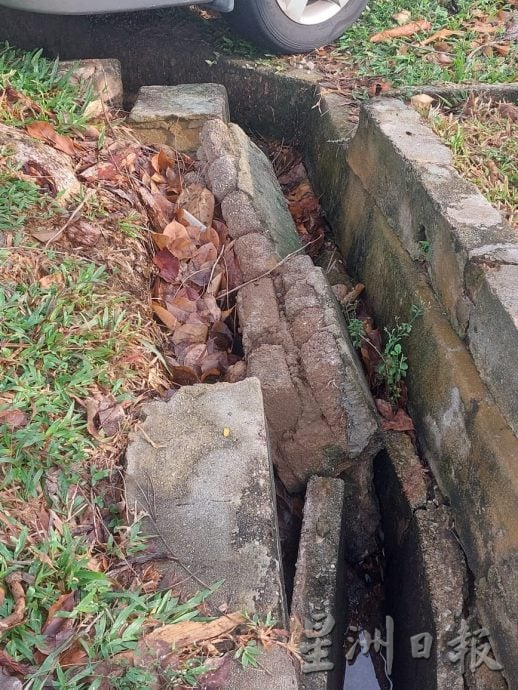 (古城封面副文)大树才修砍,却不敌雷雨轰然倒下