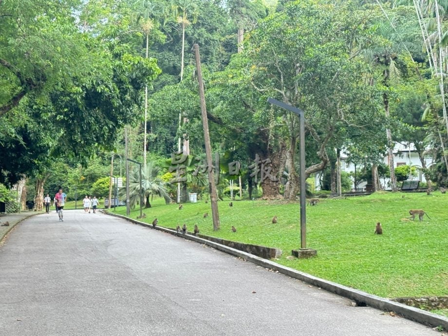   （大北马）植物园野猴干扰游客 　李文兴：市政厅拟对喂猴者开罚
