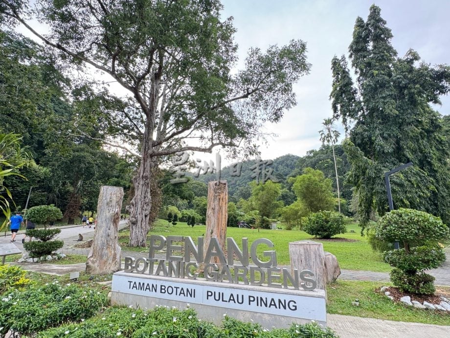   （大北马）植物园野猴干扰游客 　李文兴：市政厅拟对喂猴者开罚