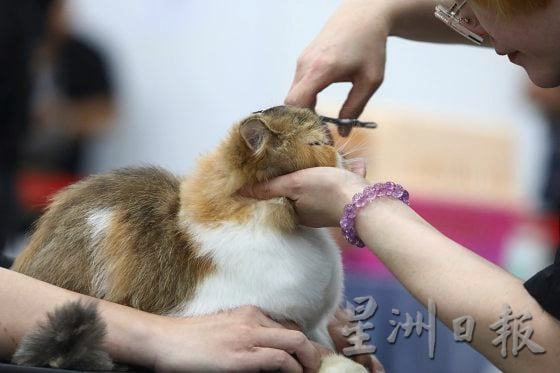 【宠物经济／01】毛孩当道！宠物商机夯，带动新兴宠物职业堀起