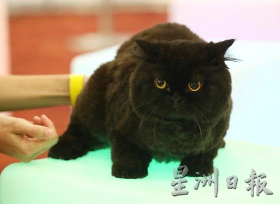 【宠物经济／01】毛孩当道！宠物商机夯，带动新兴宠物职业堀起