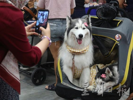 【宠物经济／01】毛孩当道！宠物商机夯，带动新兴宠物职业堀起