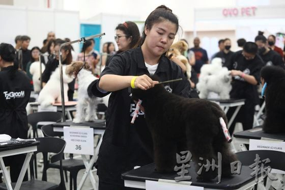 【宠物经济／01】毛孩当道！宠物商机夯，带动新兴宠物职业堀起