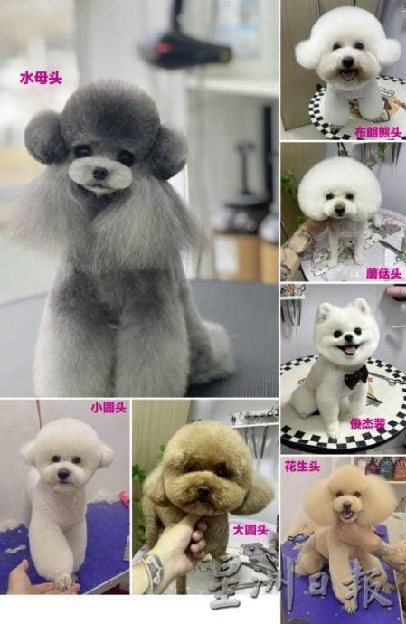 【宠物经济／01】毛孩当道！宠物商机夯，带动新兴宠物职业堀起