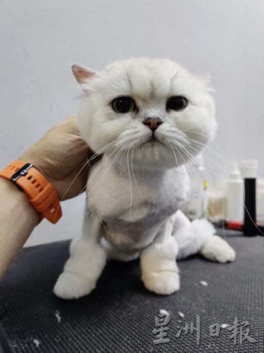 【宠物经济／01】毛孩当道！宠物商机夯，带动新兴宠物职业堀起