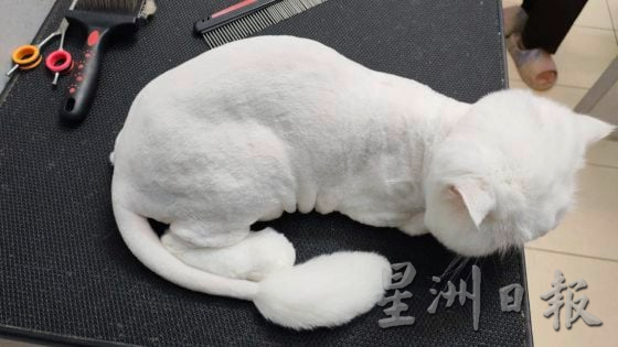 【宠物经济／01】毛孩当道！宠物商机夯，带动新兴宠物职业堀起