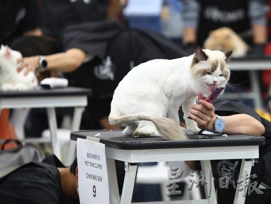 【宠物经济／01】毛孩当道！宠物商机夯，带动新兴宠物职业堀起