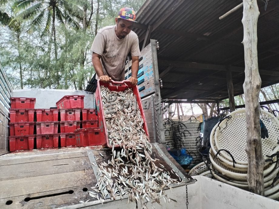 星角摄/传统手法制作江鱼仔