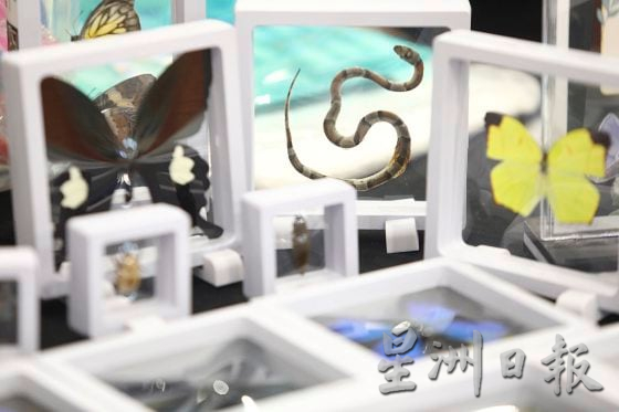 【宠物经济／03】小资创业，匠心制作，宠物用品包罗万有