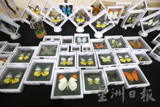 【宠物经济／03】小资创业，匠心制作，宠物用品包罗万有