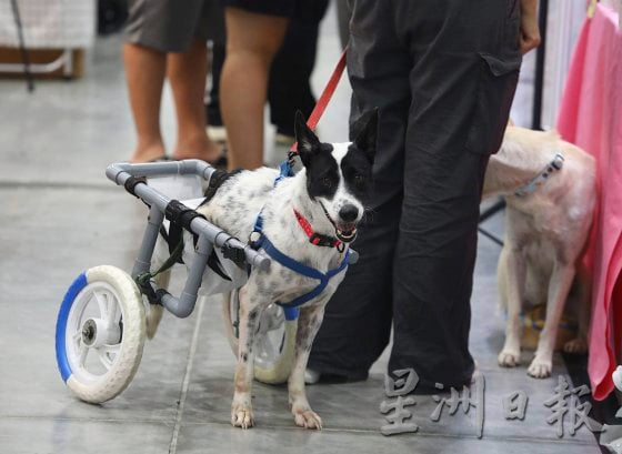 【宠物经济／03】小资创业，匠心制作，宠物用品包罗万有