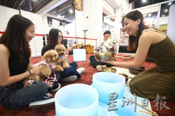 【宠物经济／02】宠物催眠课程导师／催眠是为了稳定情绪，让宠物完成美容任务