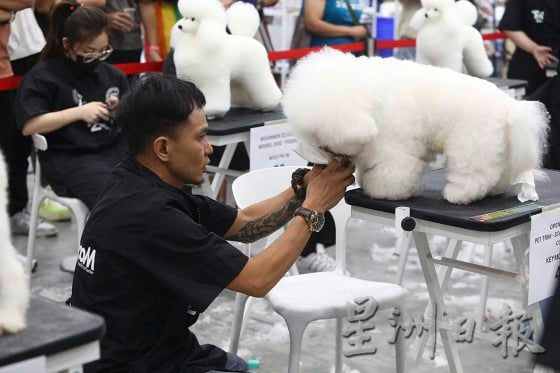 【宠物经济／02】宠物催眠课程导师／催眠是为了稳定情绪，让宠物完成美容任务