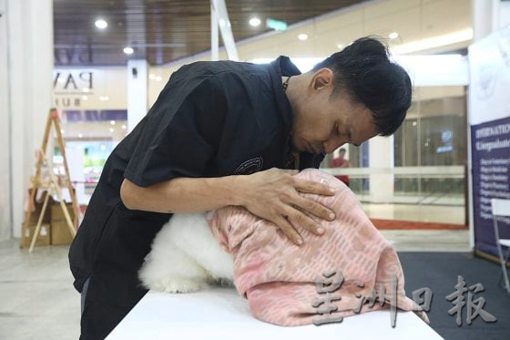 【宠物经济／02】宠物催眠课程导师／催眠是为了稳定情绪，让宠物完成美容任务