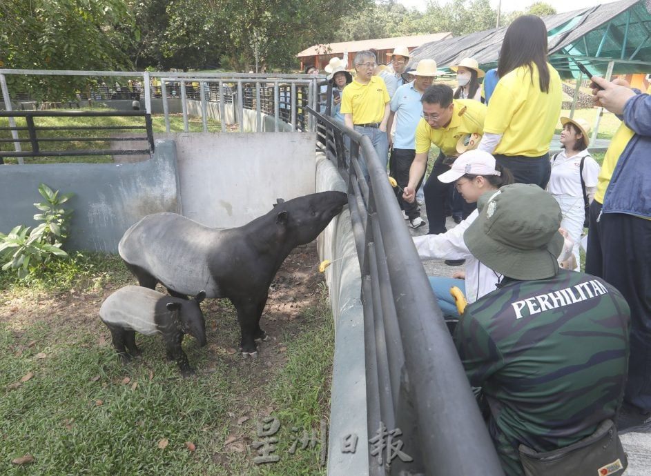 中资企业总商会 种100树苗护马来貘