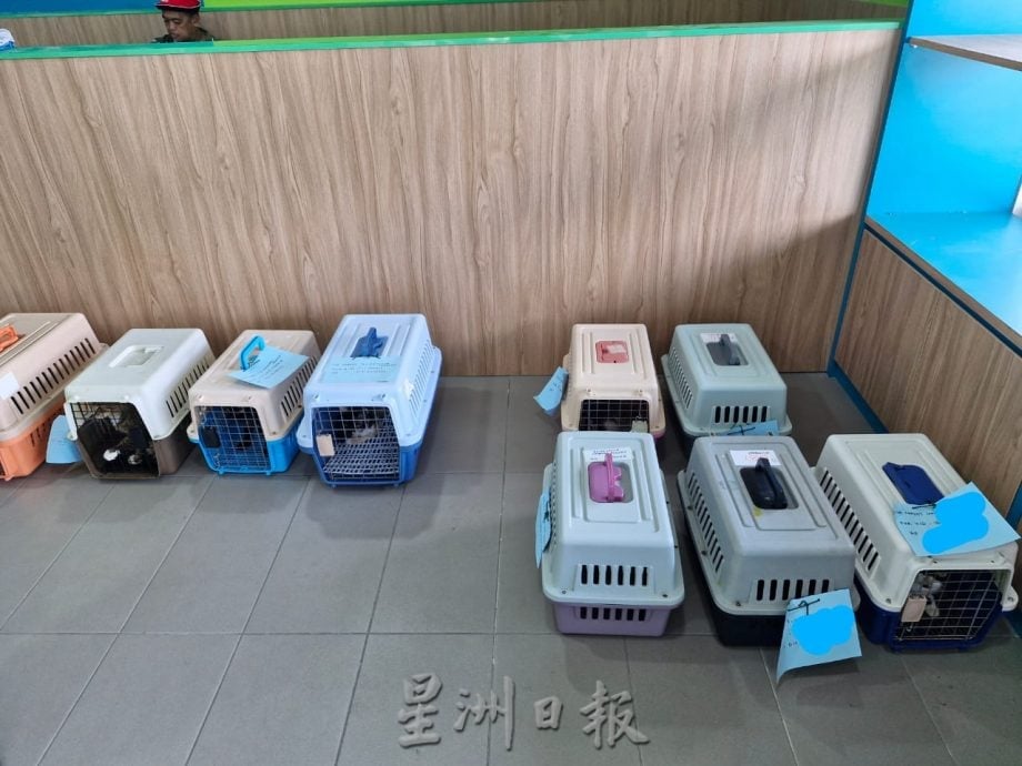 **已签发**柔：封面：善心美事〡銮动保协会办绝育活动  助浪浪找到温暖的家