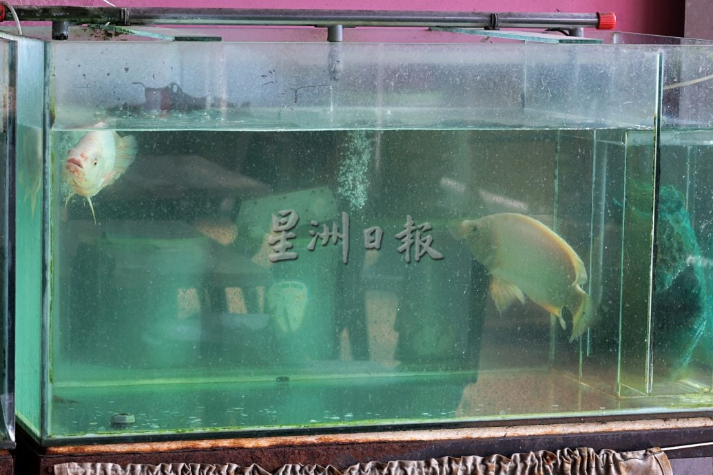 供星洲网：男子清晨翻墙到餐馆“免费捞鱼” 12条红非洲塞满斜挎包扬长而去