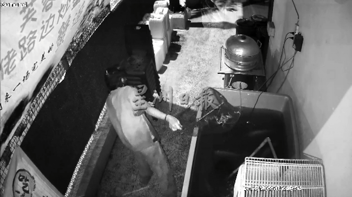 供星洲网：男子清晨翻墙到餐馆“免费捞鱼” 12条红非洲塞满斜挎包扬长而去