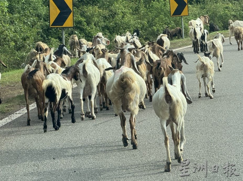 (22/8见报）星角摄/赶羊的快乐