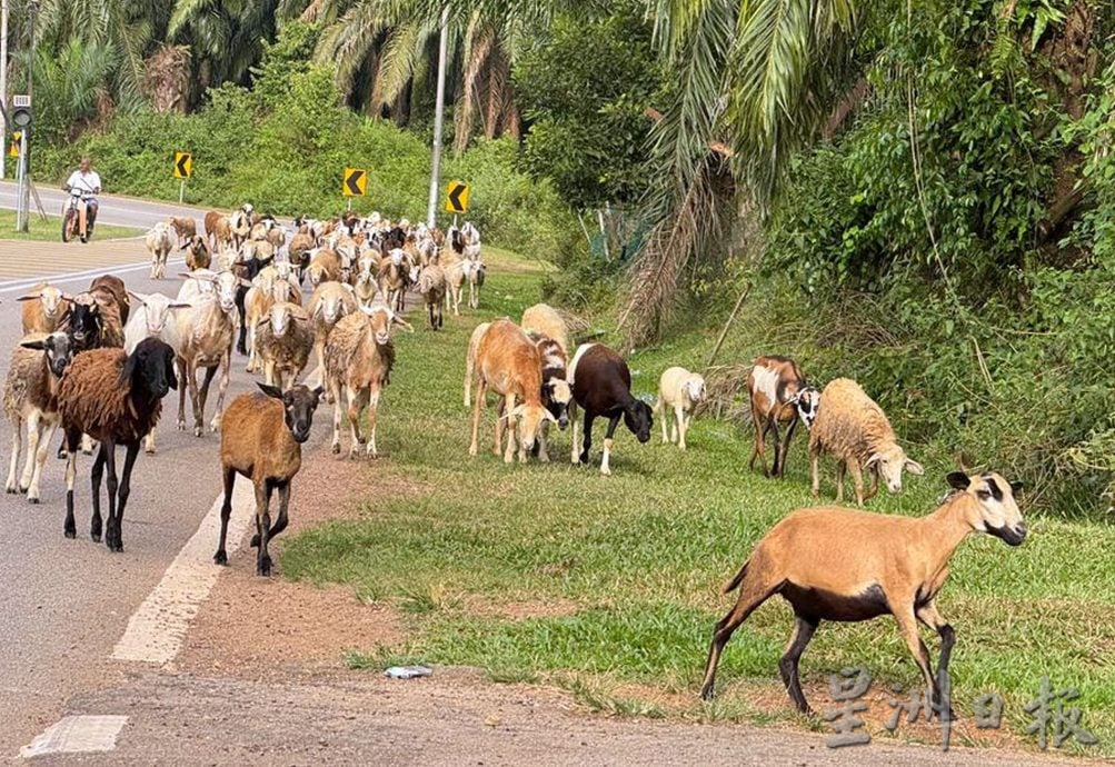 (22/8见报）星角摄/赶羊的快乐