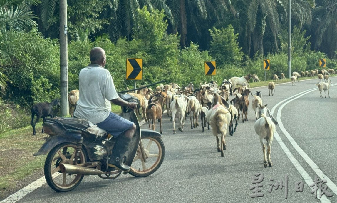 (22/8见报）星角摄/赶羊的快乐