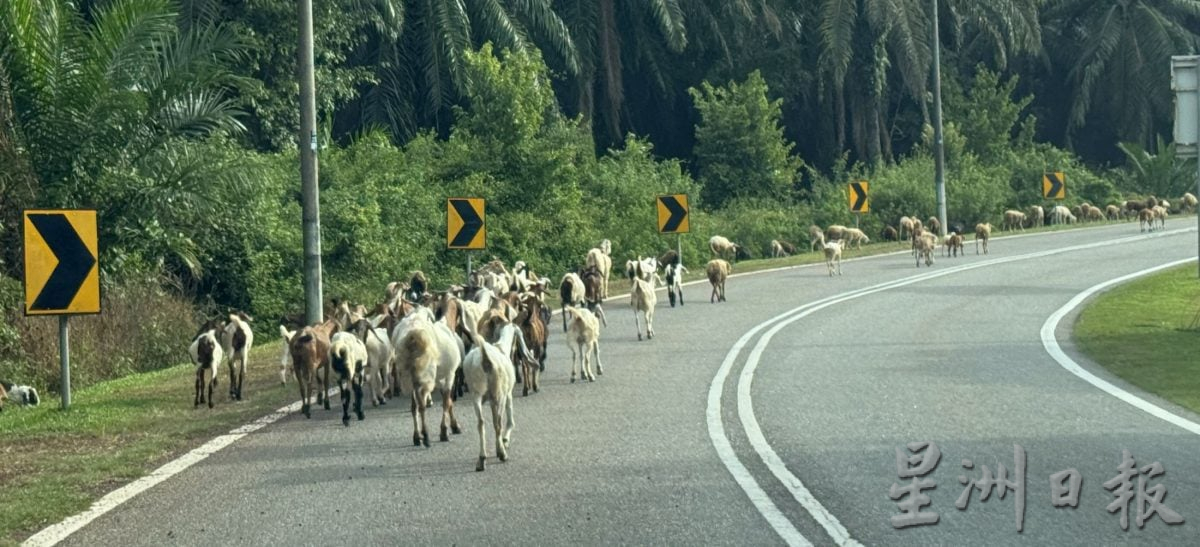 (22/8见报）星角摄/赶羊的快乐