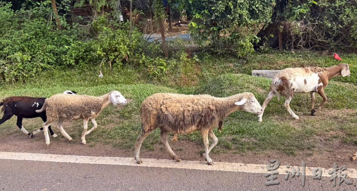 (22/8见报）星角摄/赶羊的快乐