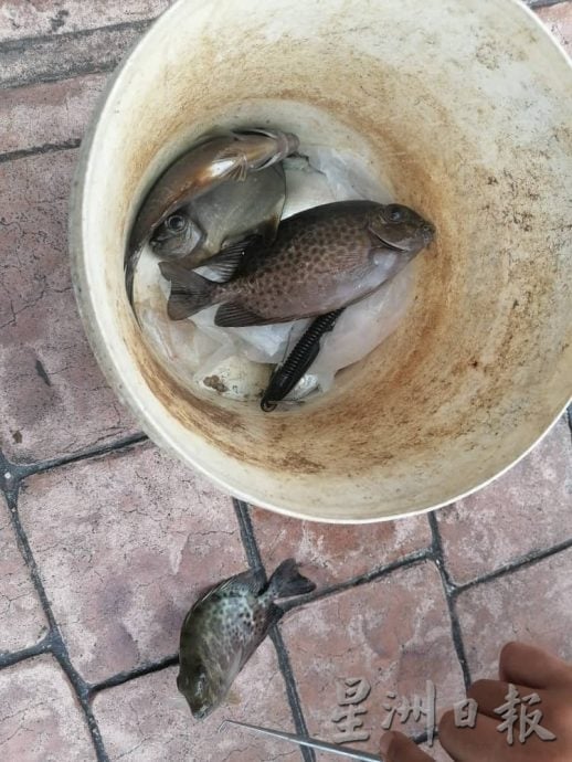 (24/8见报)星角摄/“关丹河畔公园享受晨钓。”