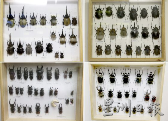 【虫虫世界/02】迷上甲虫,开启养虫保育之路